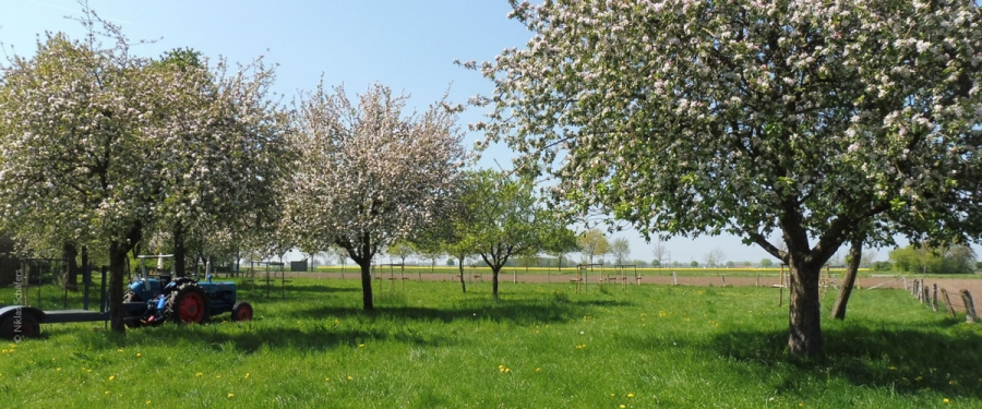 Streuobstwiesen zählen zu den artenreichsten Lebensräumen Mitteleuropas © Tanja Hochwald, Kreis Paderborn, 2022 